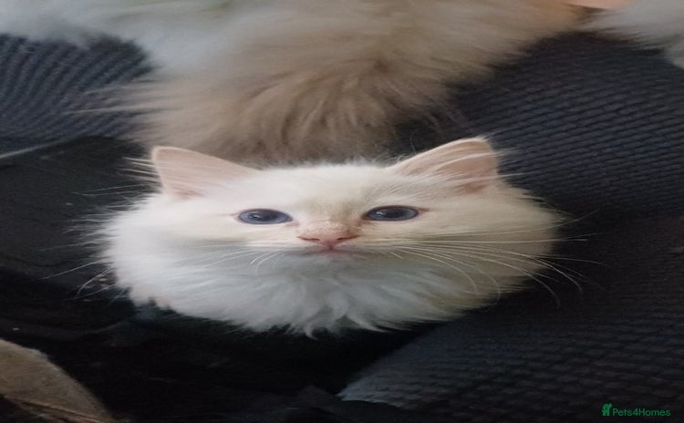Ragdoll cats - Advert 3