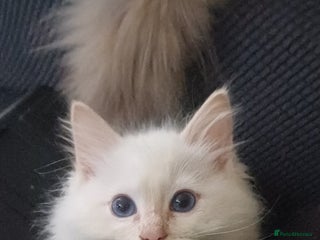 Ragdoll cats - Advert 8