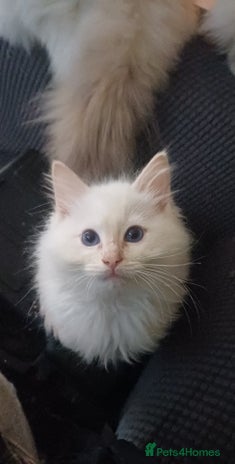 Ragdoll cats - Advert 11