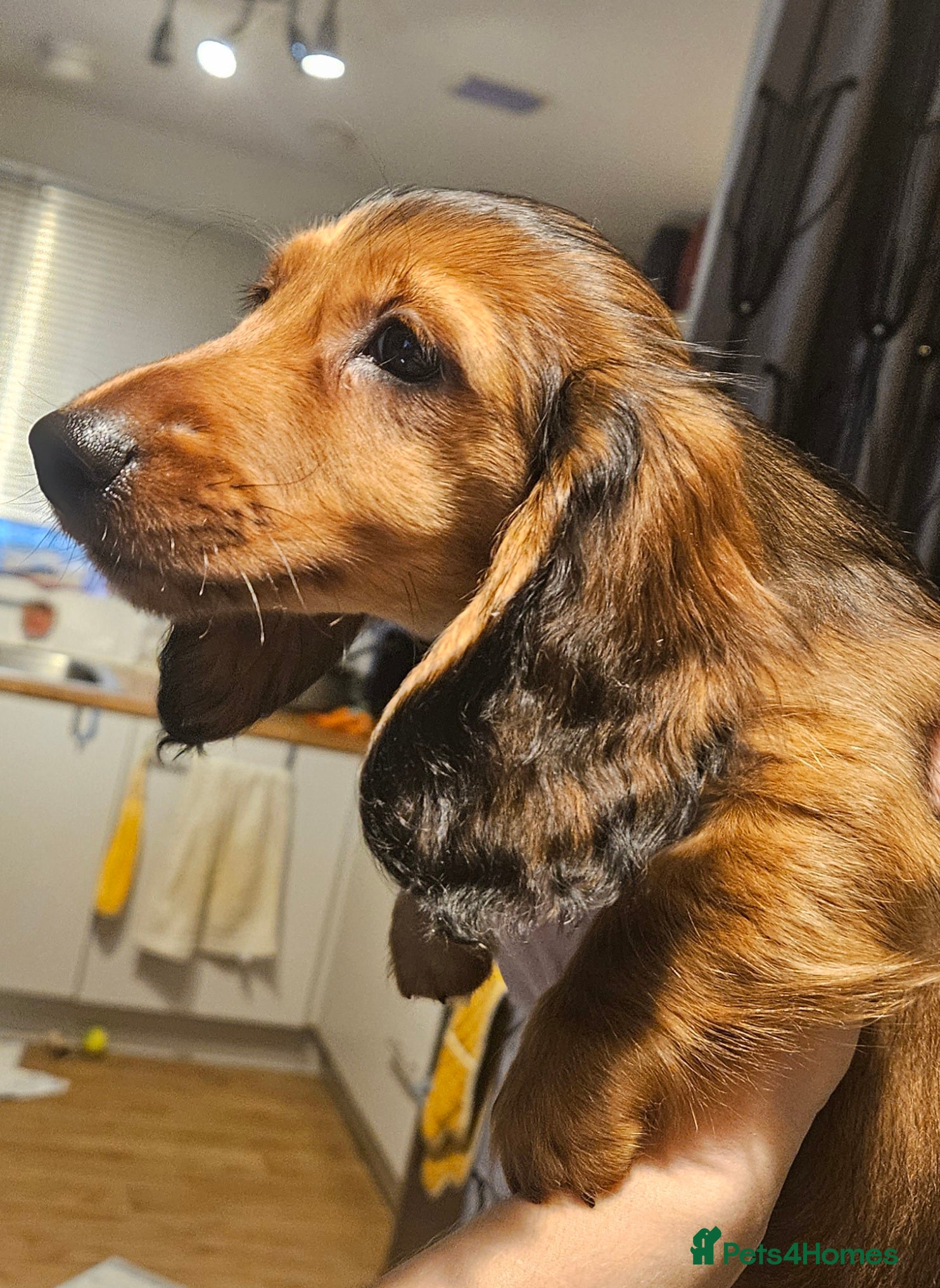 Miniature Dachshund dogs 4 longhair BOYS ,Ready now 🩵🩵🩵🩵 - Advert 18