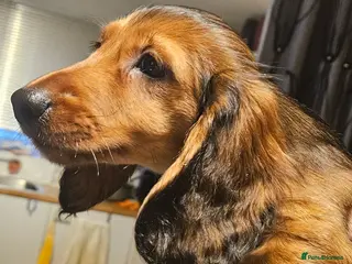 Miniature Dachshund dogs 4 longhair BOYS ,Ready now 🩵🩵🩵🩵 - Advert 18