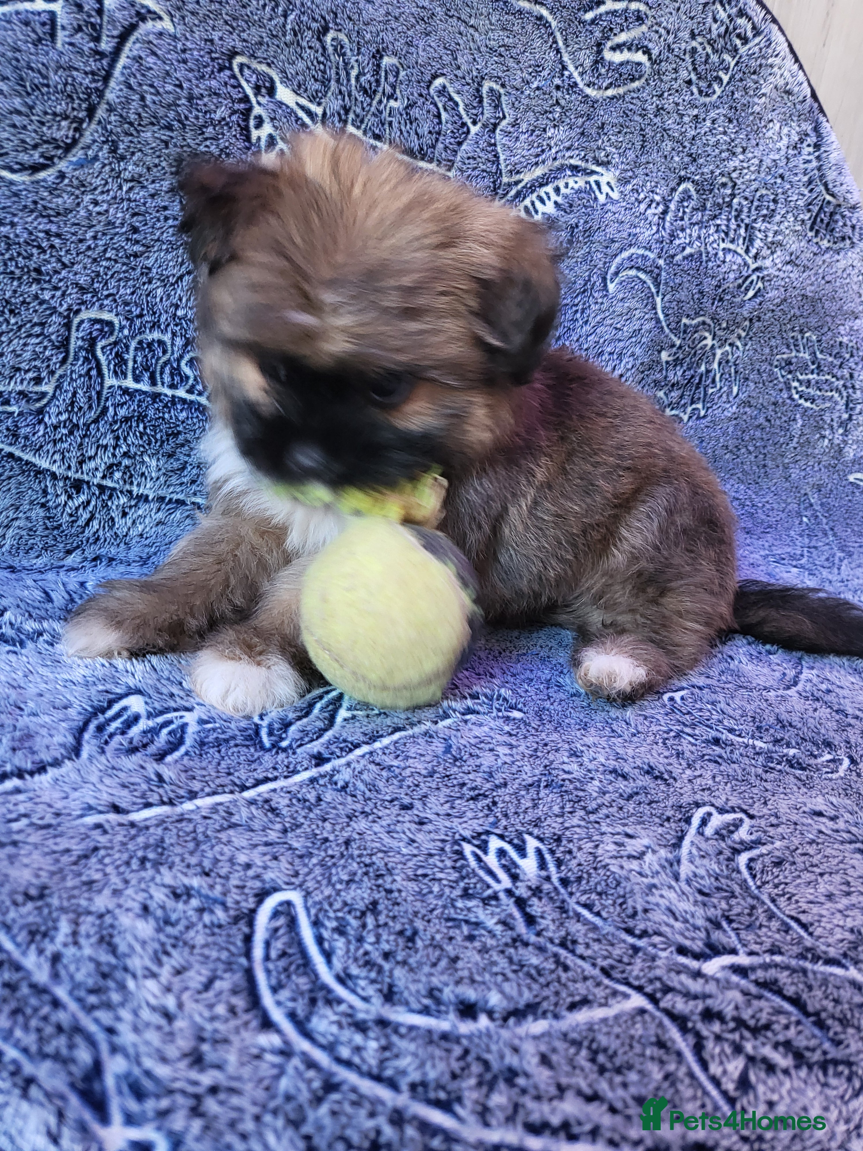 Mixed Breed dogs for sale: Shiranian puppies.  - Advert 2