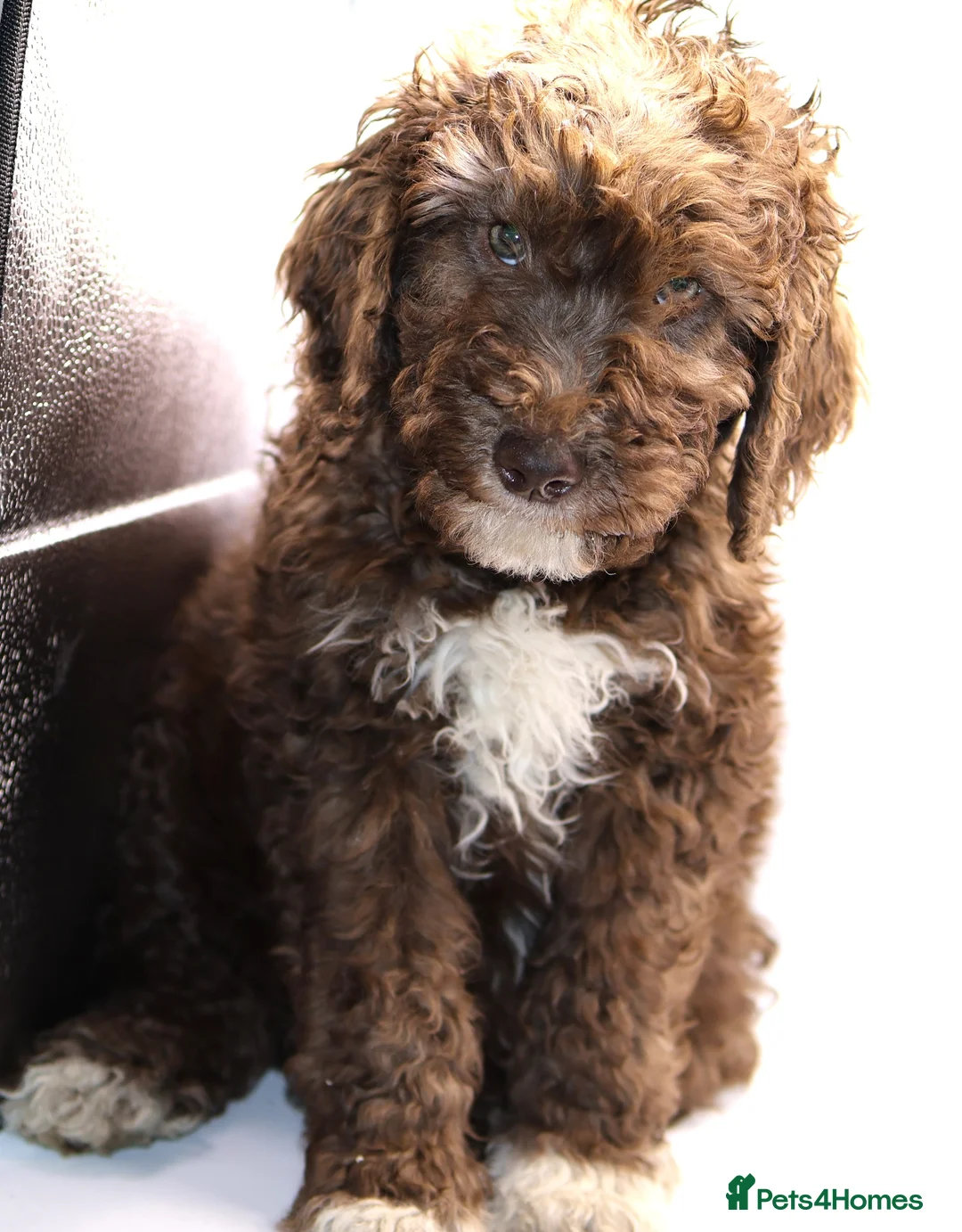 Labradoodle dogs for sale: 🐾🌈 Bred for Potential, Raised for Resilience🐾🌈 - Advert 28