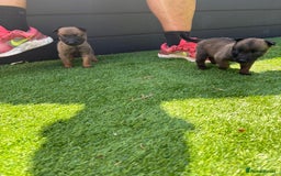 Belgian Shepherd Dog dogs for sale: Belgian Malinois puppies  - Image 16