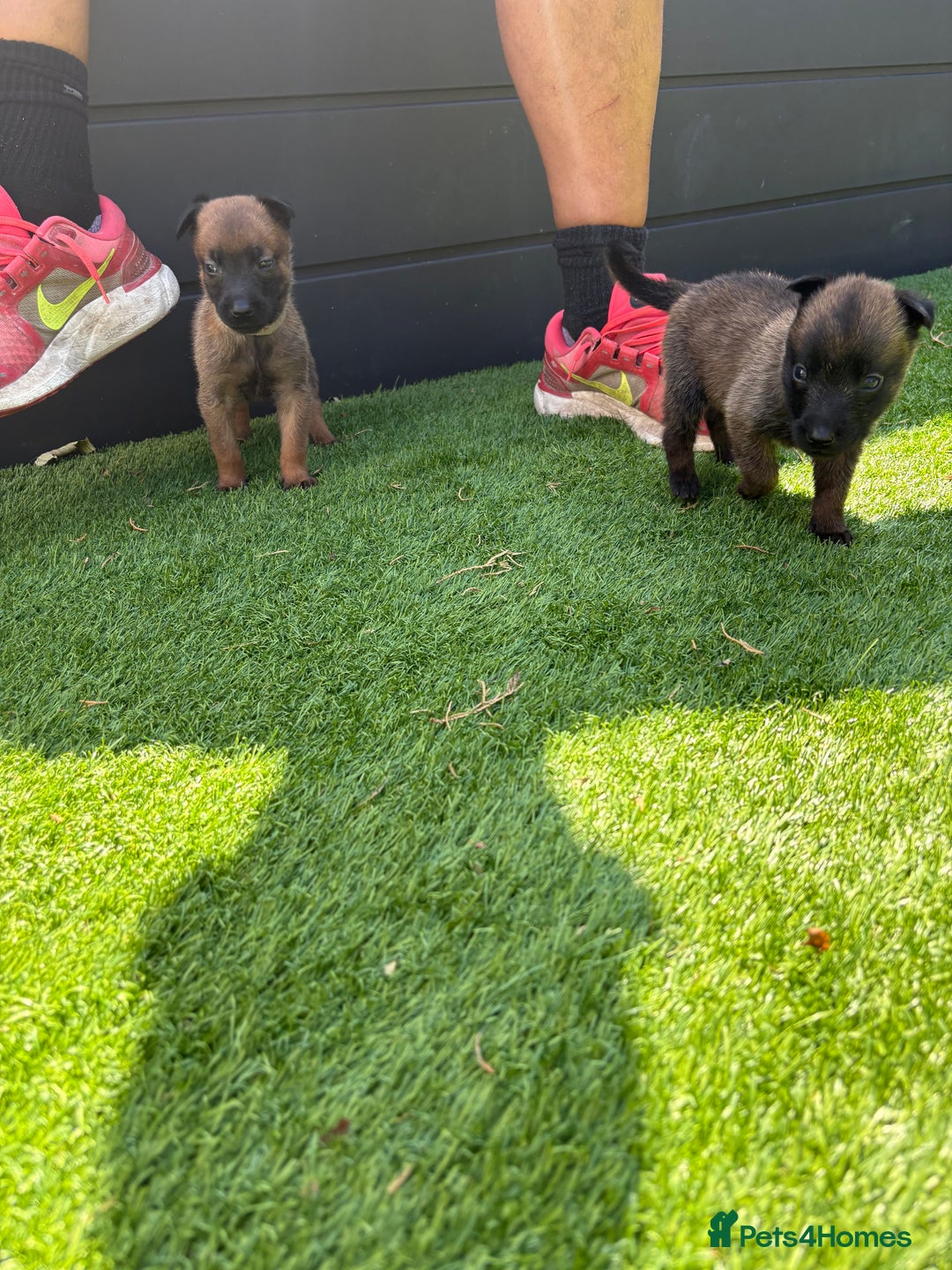 Belgian Shepherd Dog dogs for sale: Belgian Malinois puppies  - Image 16