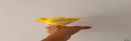 Canaries birds for sale: Adult and hand reared young canaries - Advert 15