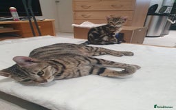 Bengal cats for sale: Bengal kittens - Image 21