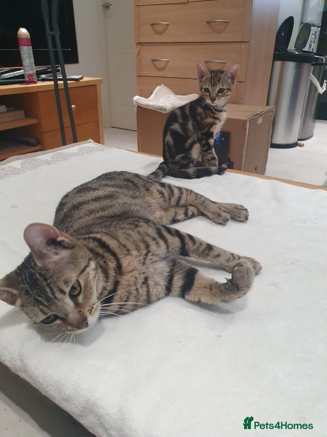 Bengal cats for sale: Bengal kittens - Image 21