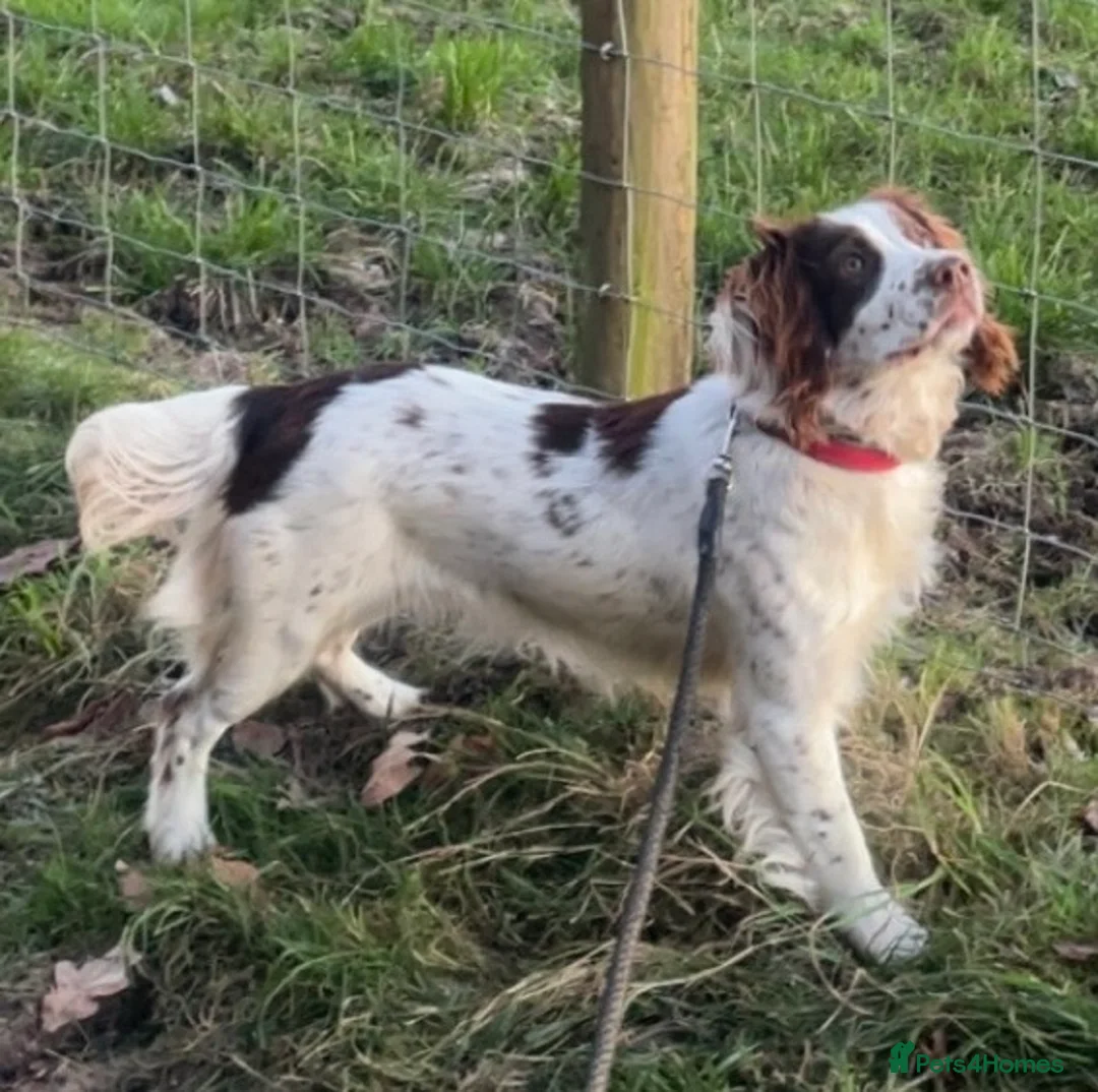 English Springer Spaniel dogs for sale: Springer spaniel for sale  - Advert 2