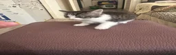 Mixed Breed cats for sale: Kittens in Staines - Advert 1
