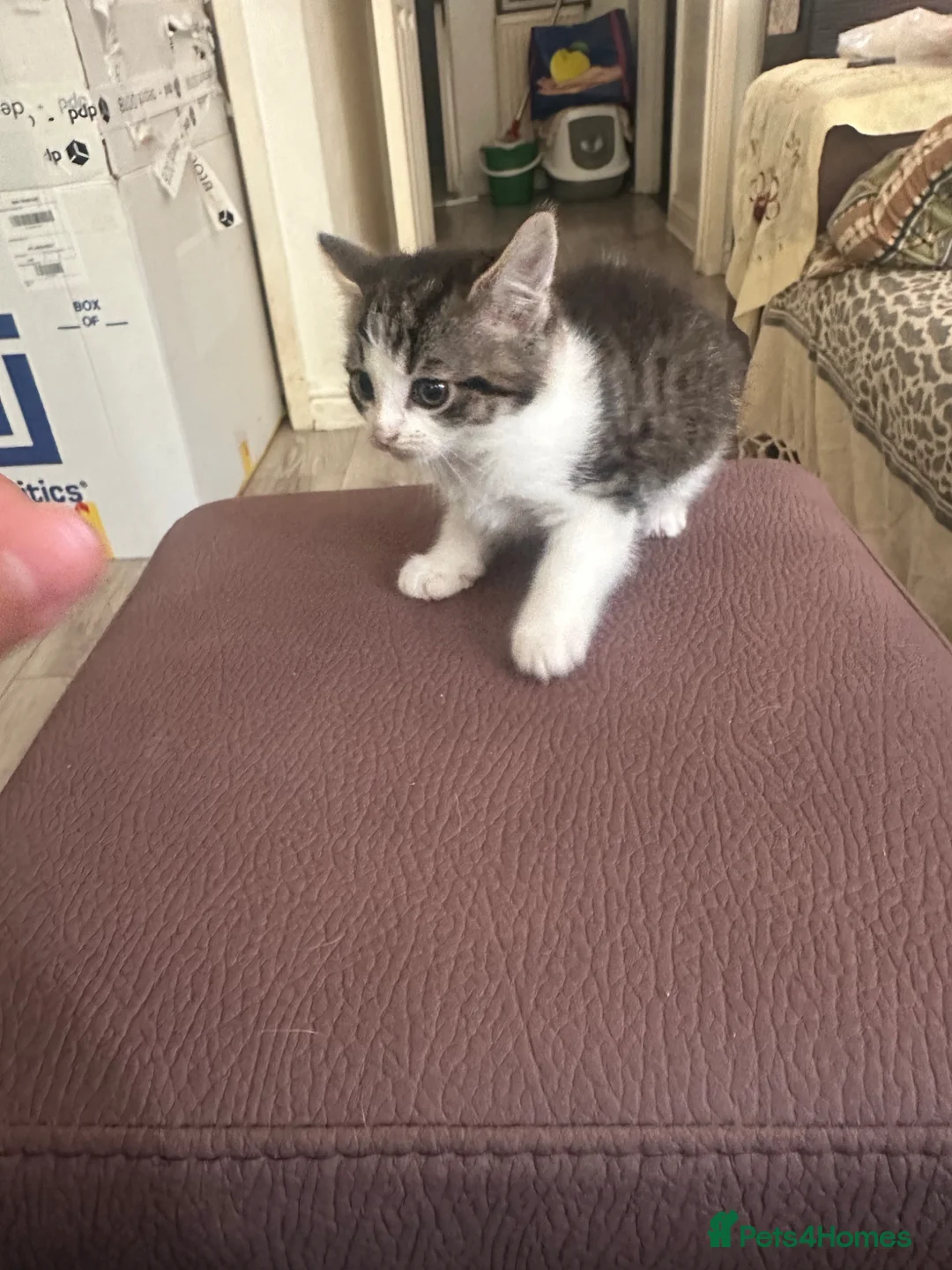 Mixed Breed cats for sale: Kittens in Staines - Advert 1
