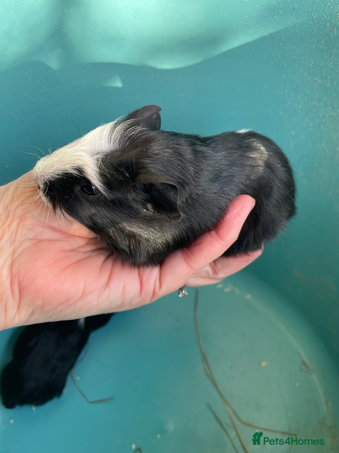Guinea Pig rodents for sale: Baby crested Guinea Pigs.  - Advert 4