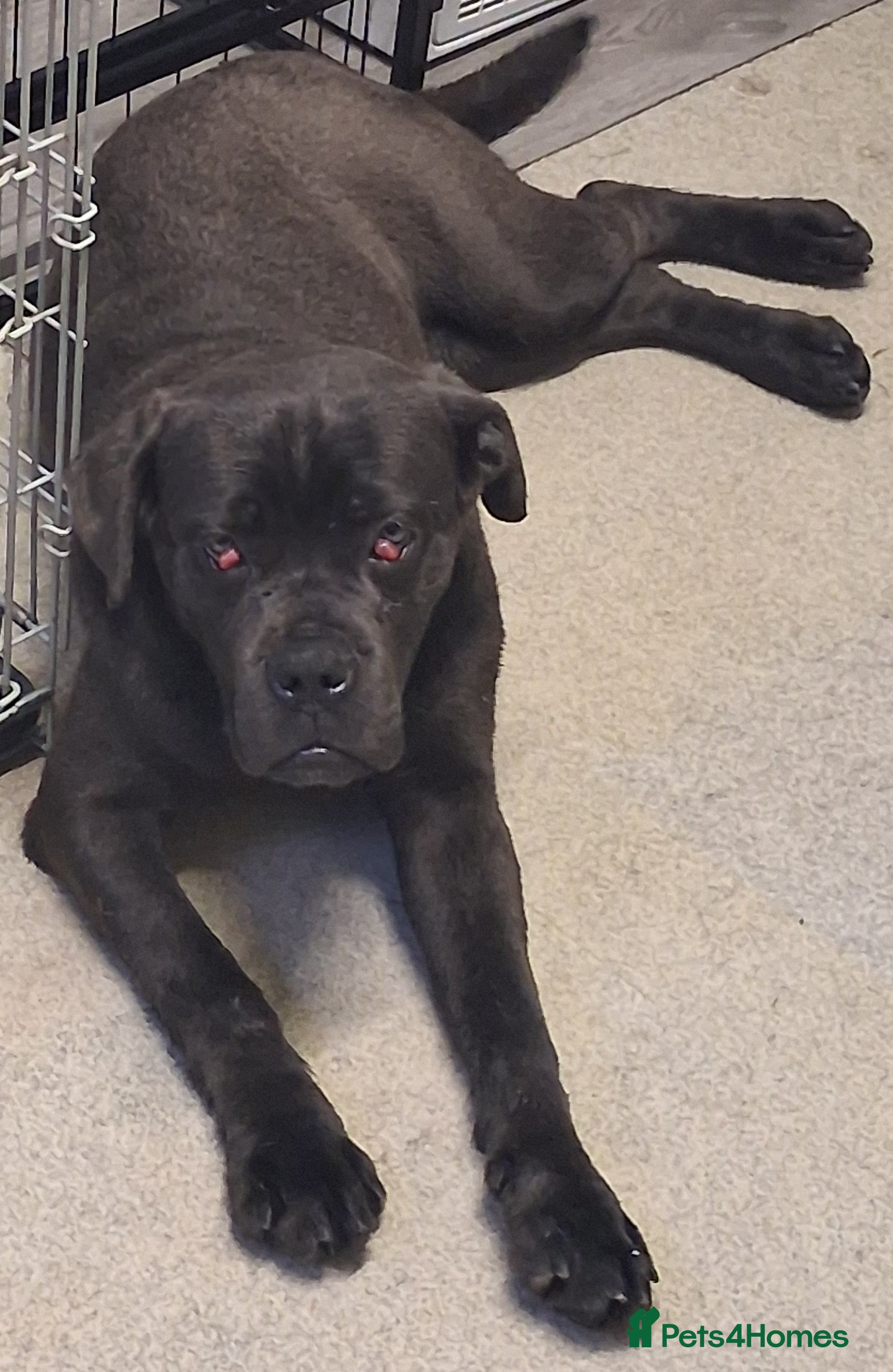 Cane Corso dogs Blue cane corso pup - Advert 13