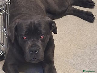 Cane Corso dogs Blue cane corso pup - Advert 14