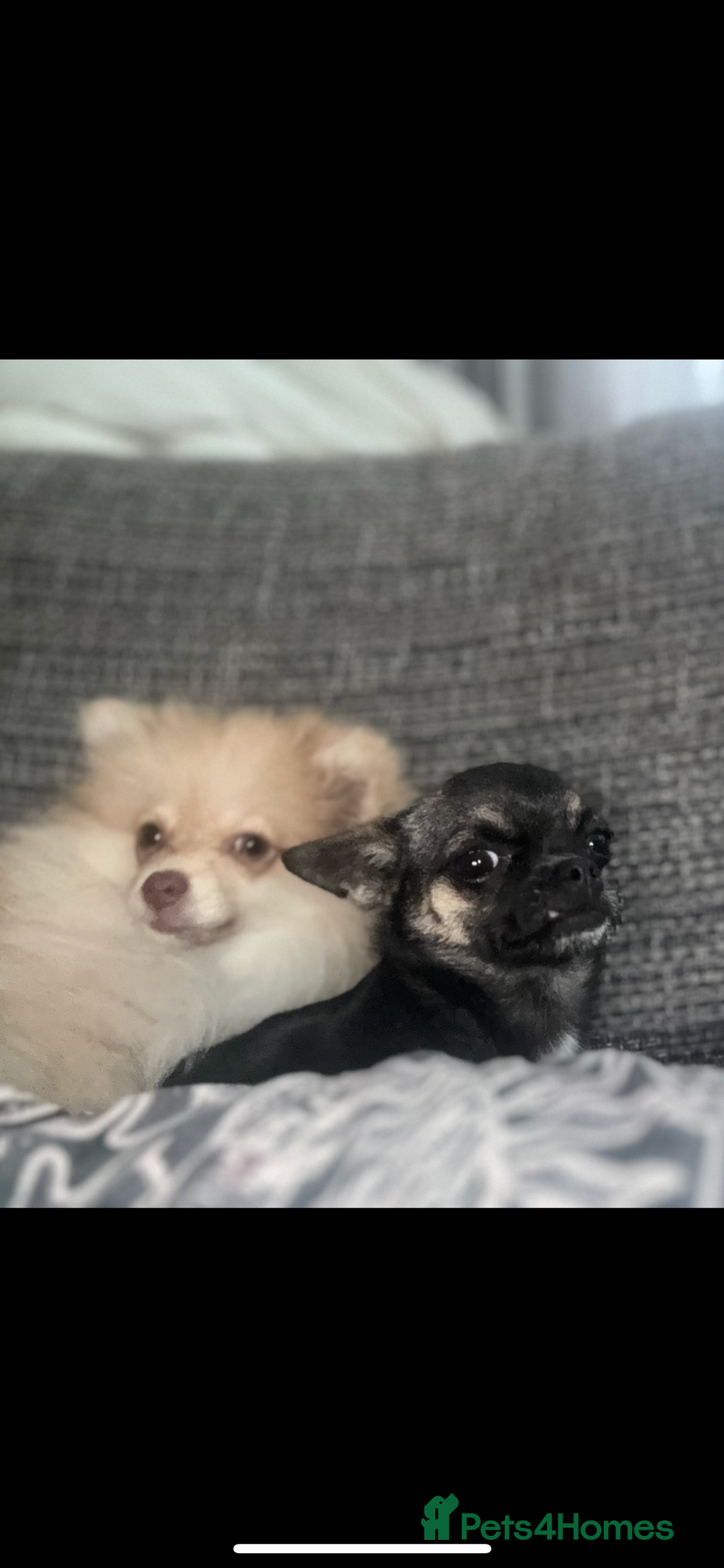 Pomeranian dogs for sale: 6 month old Pomeranian female  - Image 2