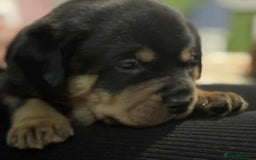 Rottweiler dogs for sale: Beautiful Rottweiler puppies  - Image 12