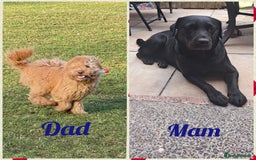 Labradoodle dogs for sale: Labradoodle puppies  - Image 6