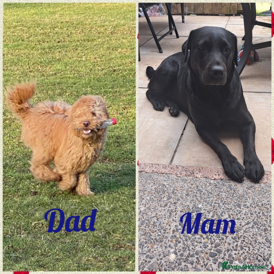 Labradoodle dogs for sale: Labradoodle puppies  - Image 6