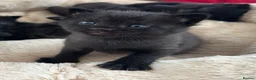 British Shorthair cats for sale: 🐾Beautiful Black British Shorthair Cross Kittens in Letchworth Garden City - Advert 7