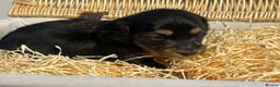 Miniature Dachshund dogs for sale: Black and Tan Miniature Daschund  - Advert 5