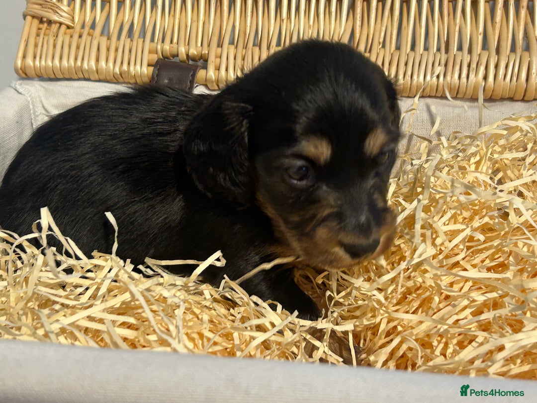 Miniature Dachshund dogs for sale: Black and Tan Miniature Daschund  - Advert 5