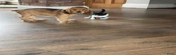 British Shorthair cats for sale: Amazing mix of colours from my pet Poppet - Advert 21