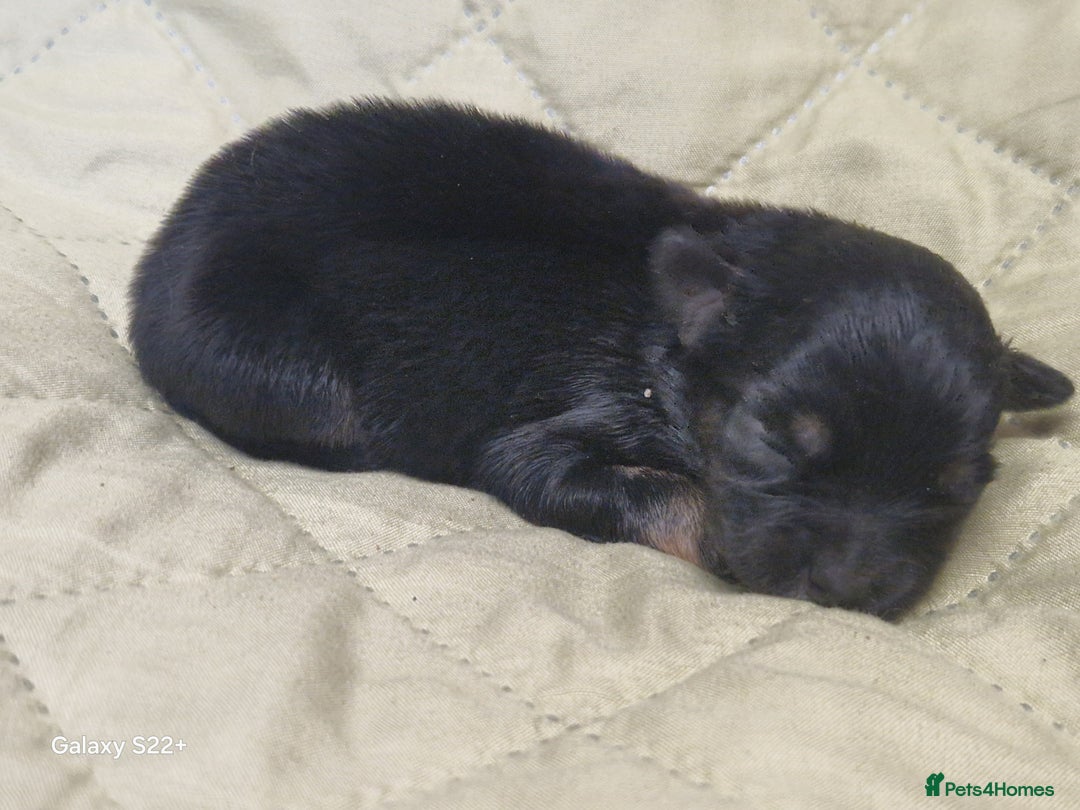 Mixed Breed dogs for sale: Pomeranian X Maltese maltipoms puppies rare  - Image 6