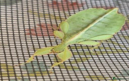 Stick Insects invertebrates for sale: Leaf insect nymphs (Phyllium philippicunum) - Image 3