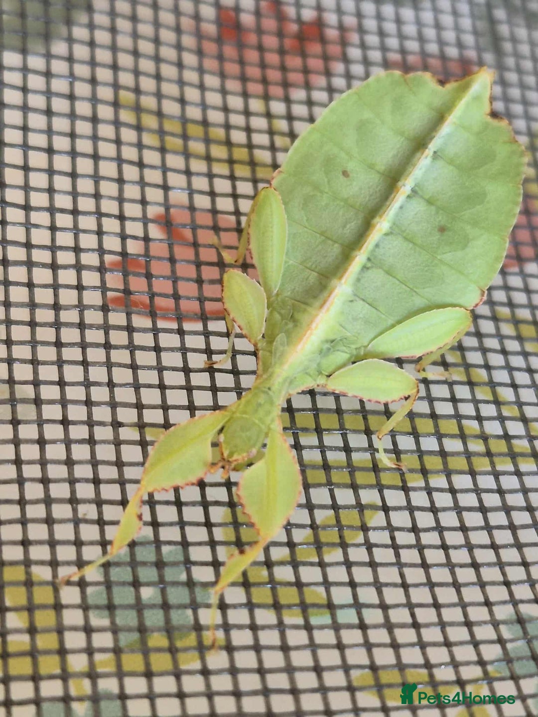 Stick Insects invertebrates for sale: Leaf insect nymphs (Phyllium philippicunum) - Image 3