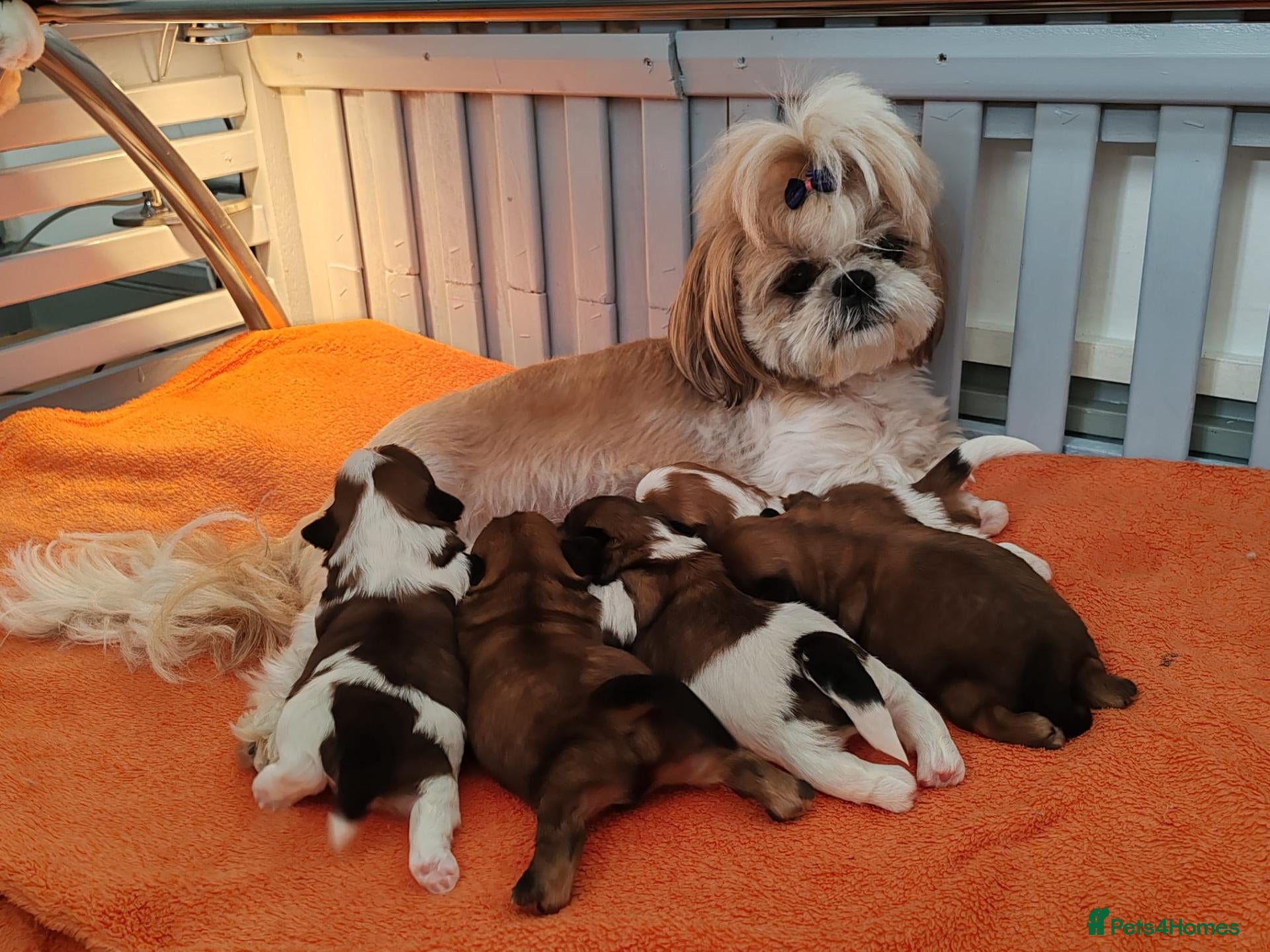 Shih Tzu dogs Choco 1 - Advert 1