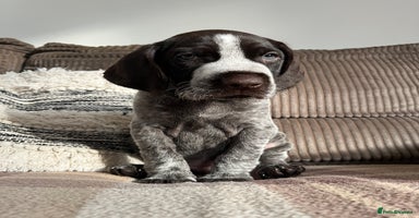 German Wirehaired Pointer dogs - Advert 5