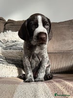 German Wirehaired Pointer dogs - Advert 1