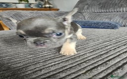 French Bulldog dogs for sale: Gorgeous frenchie pups  - Image 36