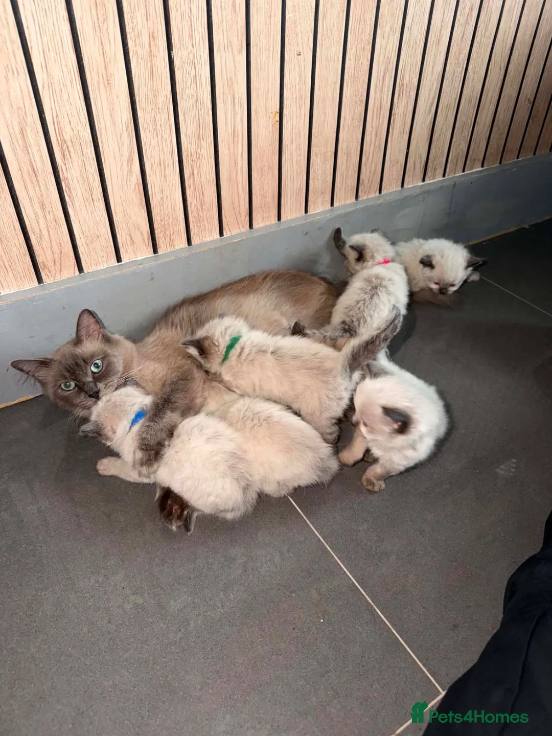 Ragdoll cats for sale: FULL RAGDOLL KITTENS  - Advert 2