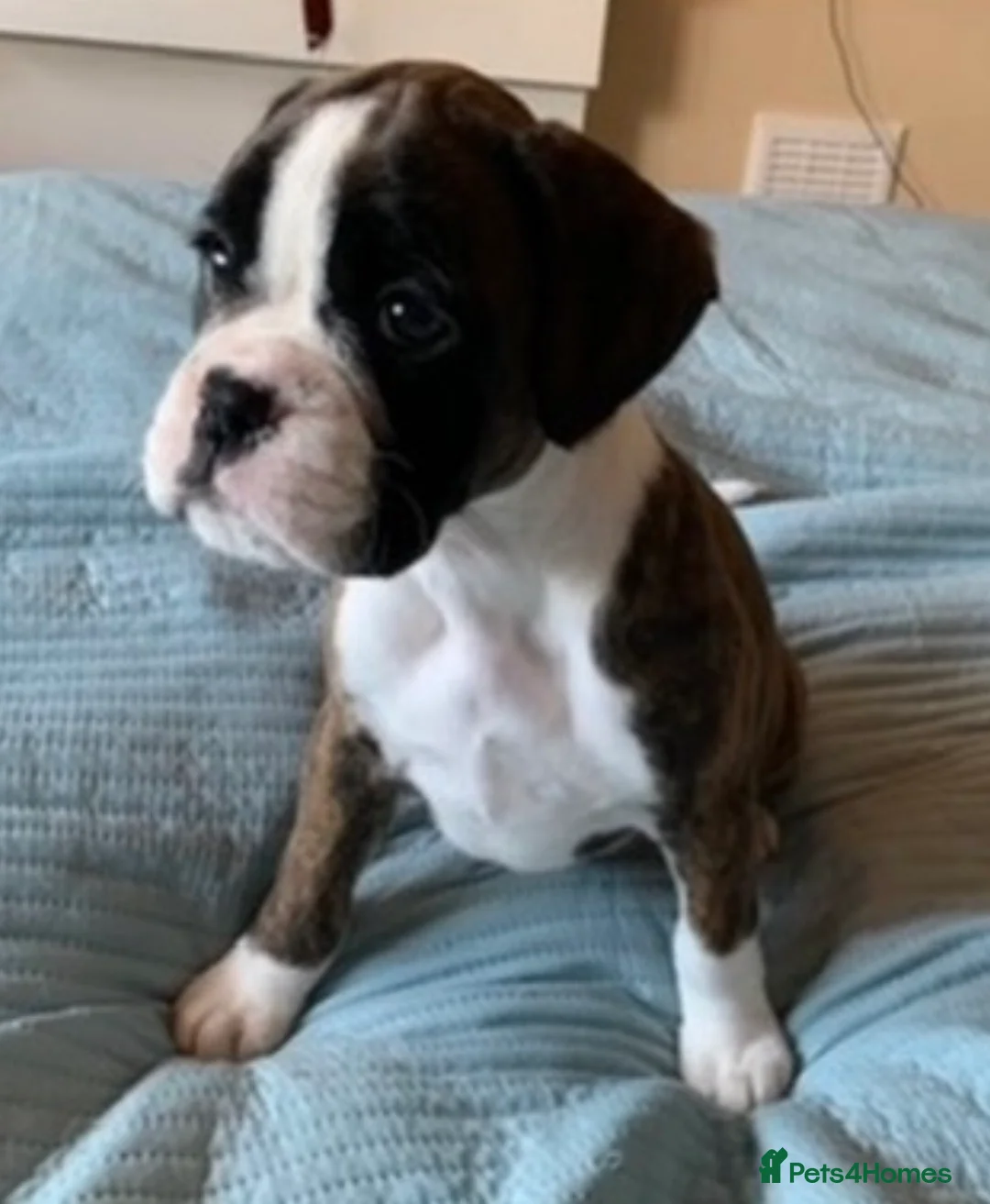 Boxer dogs for sale: Exceptional KC Health Tested Boxers - Advert 12