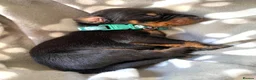 Dobermann dogs for sale: KC REGISTERED DOBERMAN PUPPIES - Advert 28