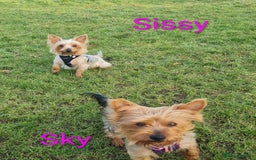 Yorkshire Terrier dogs for sale: Stunning yorkshire terriers for sale - Image 22