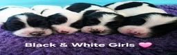 English Springer Spaniel dogs for sale: KC Homebred Health Tested Vet Social Pups 🩷 - Advert 4