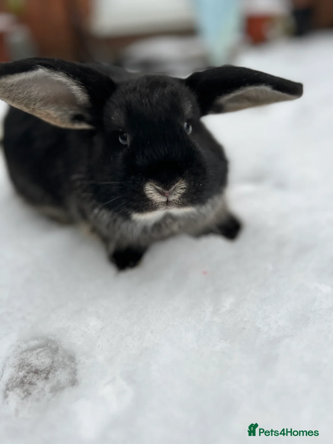 Mixed Breed rabbits for sale: Two beautiful friendly bunnies looking for rehome  in Bishop's Stortford - Advert 2