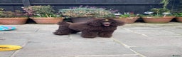 Miniature Poodle dogs for stud: Imported Brown Miniature Poodle & Cavalier Studs in Sutton Coldfield - Advert 10
