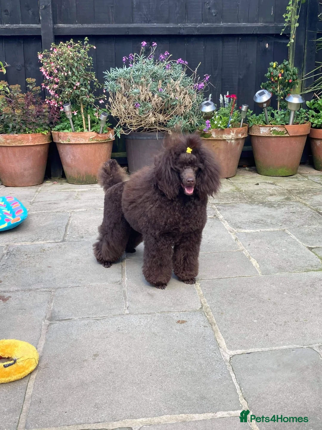 Miniature Poodle dogs for stud: Imported Brown Miniature Poodle & Cavalier Studs in Sutton Coldfield - Advert 10