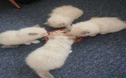 Ragdoll cats for sale: Beautiful Ragdoll Kittens - Image 5