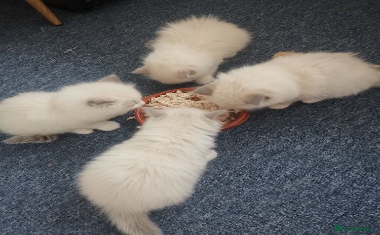 Ragdoll cats - Advert 12
