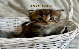Persian cats for sale: Absolutely Stunning litter of Persian/Ragdolls - Image 4