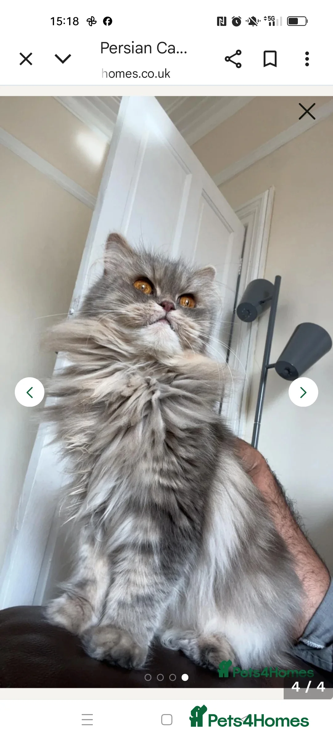 Persian cats for sale: Persian Mixed (F) & Kitten (F) - Advert 9