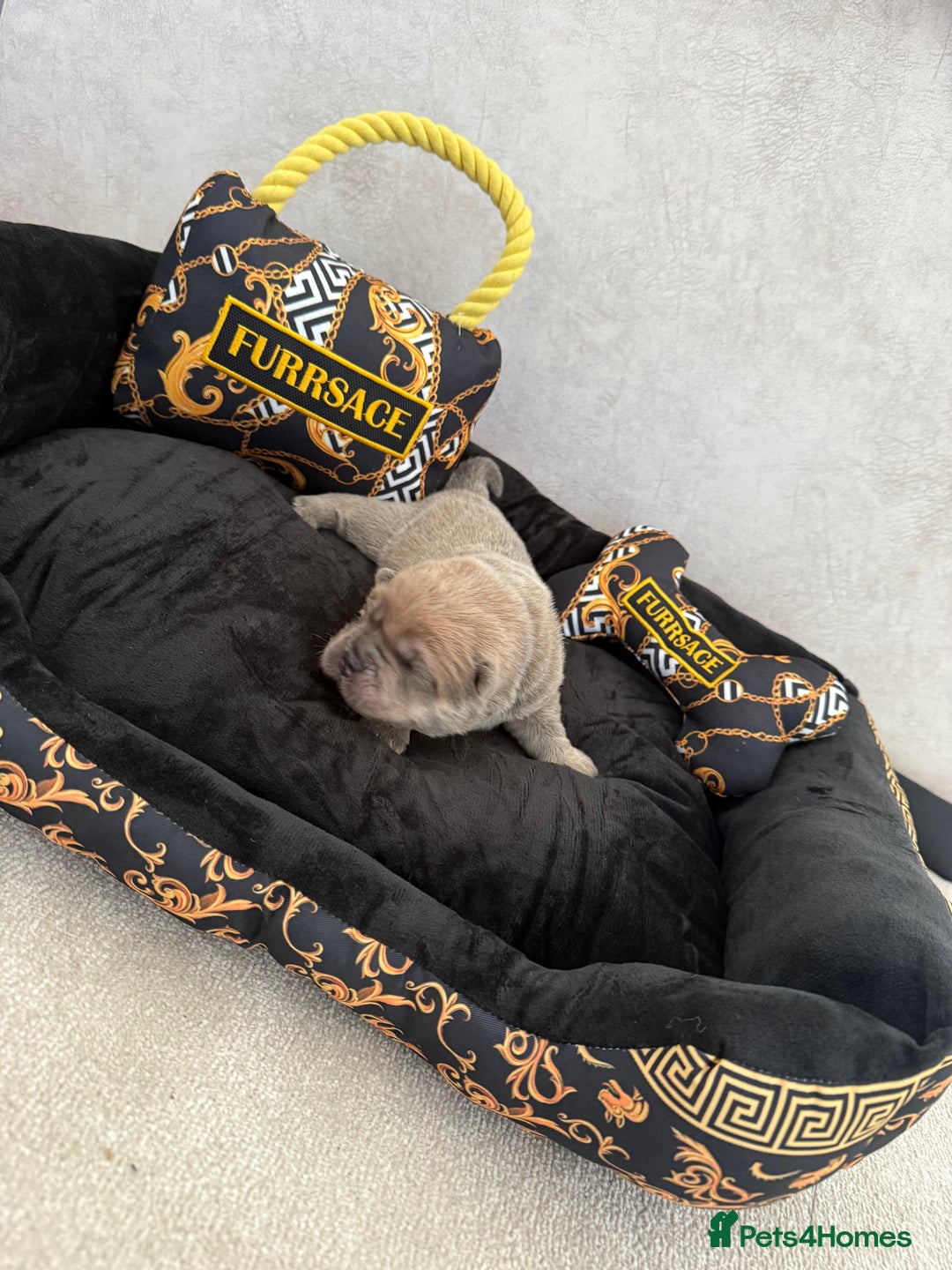 Chow Chow dogs for sale: KC reg chow chows ready to leave 24 dec! REDUCED - Advert 18