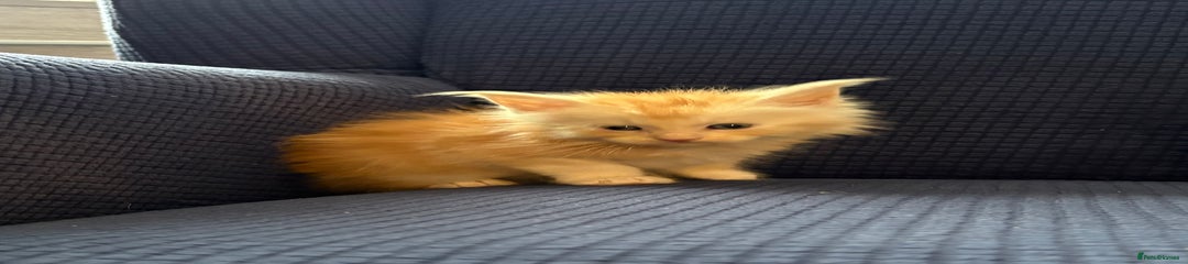 Maine Coon Kitten 2
