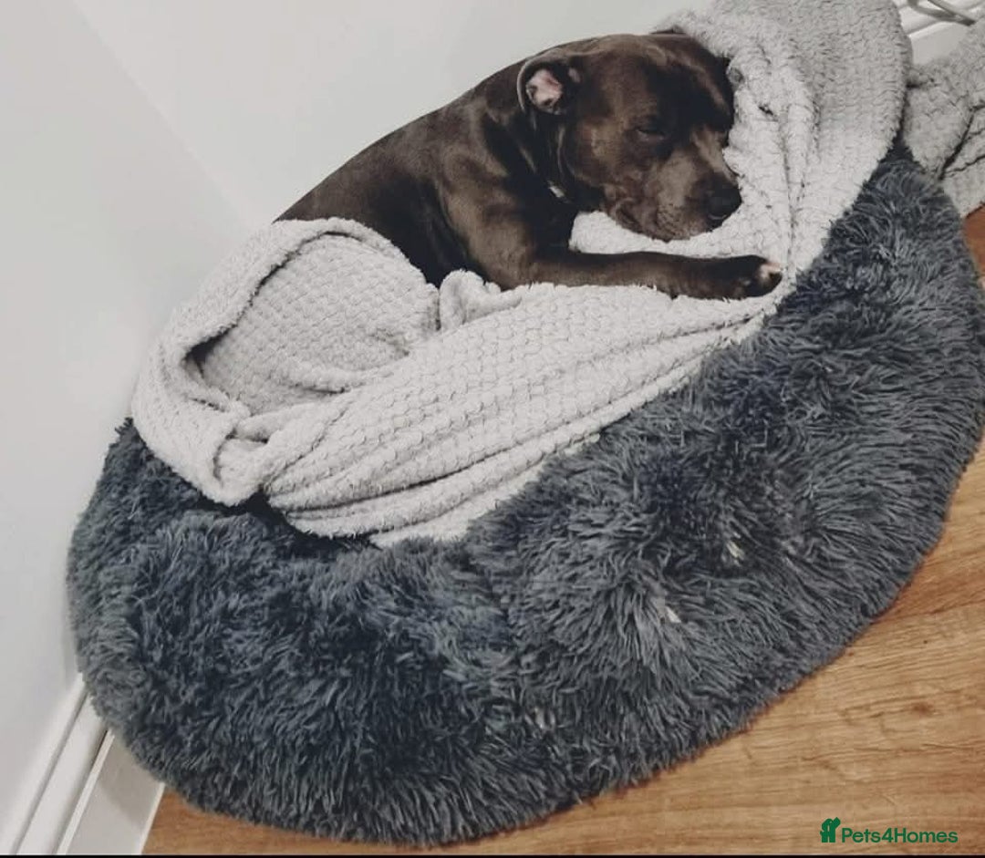 Staffordshire Bull Terrier dogs for stud: BLUE Proven 50+ litters, natural and artificial  in Erith - Image 17