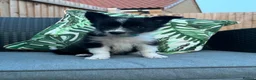 Border Collie dogs for sale: 2 Beautiful collies left ready to leave - Advert 24