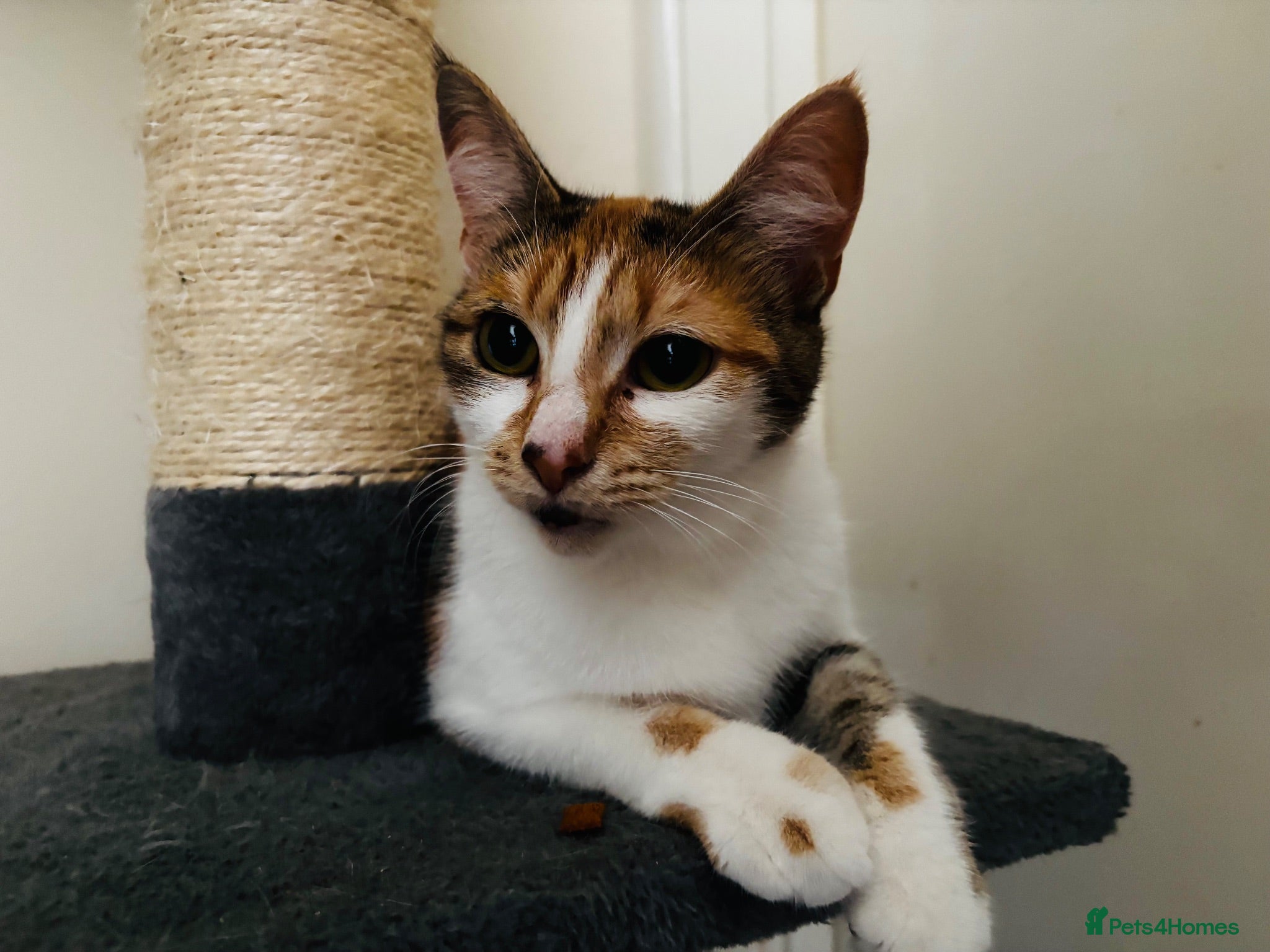 Mixed Breed cats 15 Month Old Female  - Advert 1